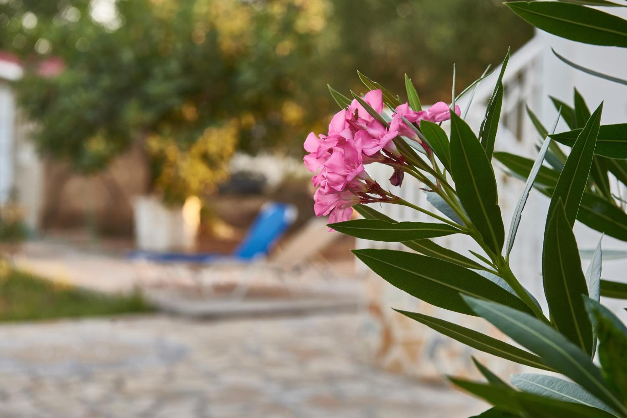 Villa Rania / Zante Drosia Kypseli Exteriér fotografie