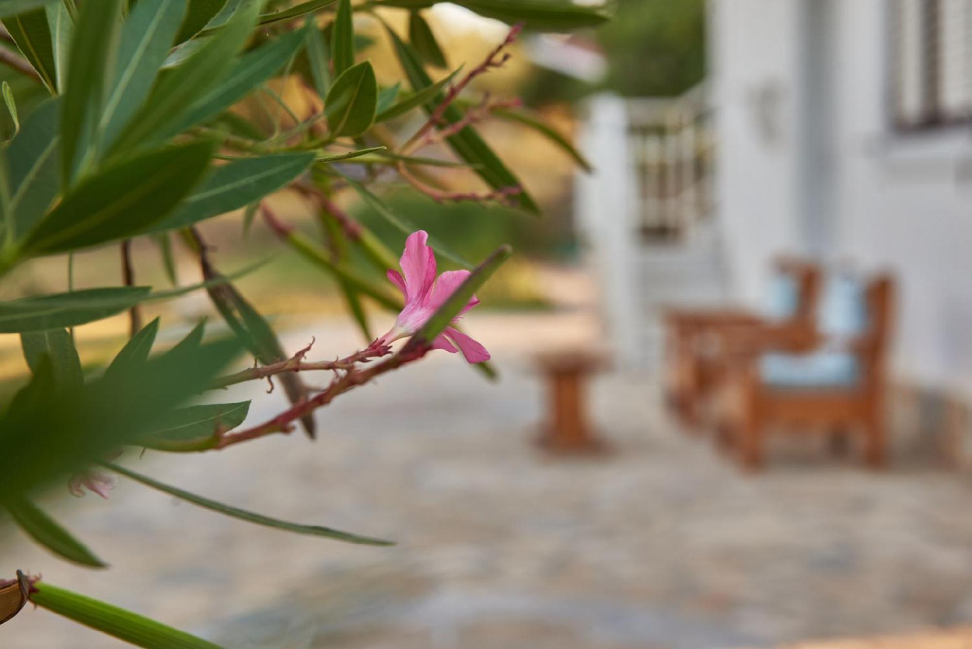 Villa Rania / Zante Drosia Kypseli Exteriér fotografie